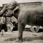 elephant eats wholesaler