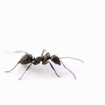 Ants in the Wholesaler's Pants