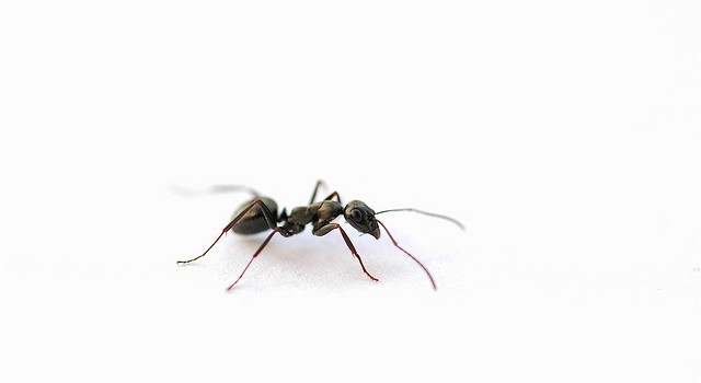 Ants in the Wholesaler's Pants